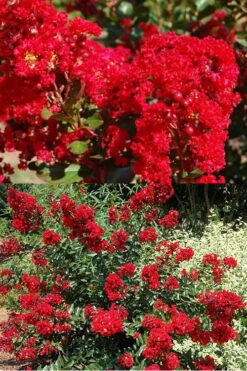 Red Rooster Crape Myrtle - 7 Gallon Pot -Garden Plant Seeds Crape Myrtle Red Rooster 5 x750 1