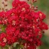 Red Rooster Crape Myrtle - 2 Gallon Pot -Garden Plant Seeds Crape Myrtle Red Rooster 6 1
