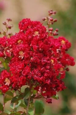 Red Rooster Crape Myrtle Tree (Single Trunk) - 3 Gallon Pot -Garden Plant Seeds Crape Myrtle Red Rooster 6