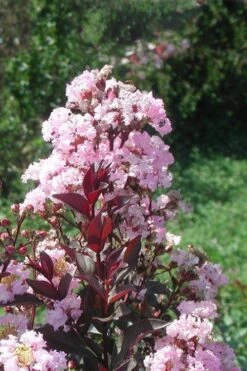 Rhapsody In Pink Crape Myrtle - 1 Gallon Pot -Garden Plant Seeds Crape Myrtle Rhapsody In Pink 10