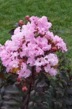 Rhapsody In Pink Crape Myrtle - 5 Gallon Pot 10 Rhapsody In Pink Crape Myrtle - 5 Gallon Pot -Garden Plant Seeds Crape Myrtle Rhapsody In Pink 11 1