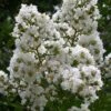 Sarah's Favorite Crape Myrtle - 1 Gallon Pot -Garden Plant Seeds Crape Myrtle Sarahs Favorite 7