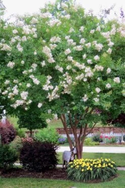 Sarah's Favorite Crape Myrtle - 1 Gallon Pot -Garden Plant Seeds Crape Myrtle Sarahs Favorite 8