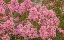 Sioux Pink Crape Myrtle - 6 Pack Of 1 Gallon Pots -Garden Plant Seeds Crape Myrtle Sioux Pink 51