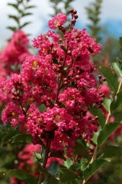 Tonto Red Crape Myrtle - Single Trunk Topiary Tree - 5 Gallon Pot 9 Tonto Red Crape Myrtle - Single Trunk Topiary Tree - 5 Gallon Pot -Garden Plant Seeds Crape Myrtle Tonto 10