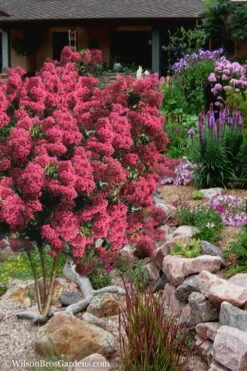 Tonto Red Crape Myrtle - 7 Gallon Pot (3-4') 12 Tonto Red Crape Myrtle - 7 Gallon Pot (3-4') -Garden Plant Seeds Crape Myrtle Tonto 13 1