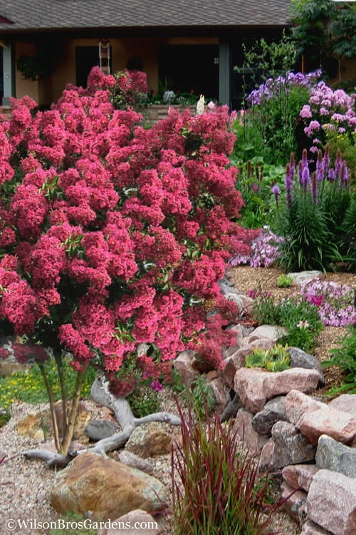 Tonto Red Crape Myrtle - 7 Gallon Pot (3-4') 7 Tonto Red Crape Myrtle - 7 Gallon Pot (3-4') - Image 5