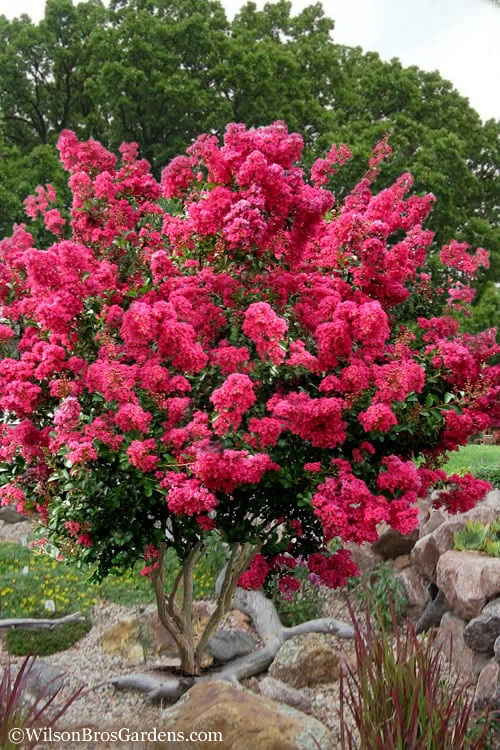 Tonto Red Crape Myrtle - 7 Gallon Pot (3-4') 3 Tonto Red Crape Myrtle - 7 Gallon Pot (3-4')