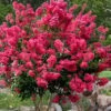 Tonto Red Crape Myrtle - 5 Gallon Pot 2 Tonto Red Crape Myrtle - 5 Gallon Pot -Garden Plant Seeds Crape Myrtle Tonto 14