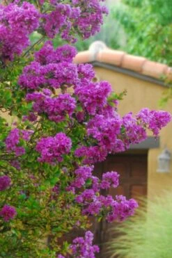Zuni Purple Crape Myrtle - 6 Pack 1 Gallon Pots -Garden Plant Seeds Crape Myrtle Zuni 2