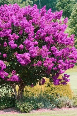 Zuni Purple Crape Myrtle - 6 Pack 1 Gallon Pots -Garden Plant Seeds Crape Myrtle Zuni 4