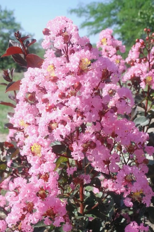 Rhapsody In Pink Crape Myrtle - 5 Gallon Pot 3 Rhapsody In Pink Crape Myrtle - 5 Gallon Pot