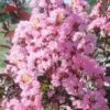 Rhapsody In Pink Crape Myrtle - 1 Gallon Pot -Garden Plant Seeds Crape Rhapsody In Pink Crape Myrtle 3