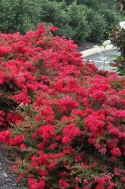 Cherry Dazzle Dwarf Crape Myrtle - 3 Gallon Pot -Garden Plant Seeds Crape20Myrtle Cherry Dazzle 500x750 2