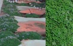 Elfin Creeping Thyme - Thymus Serpyllum Elfin - 18 Pack Of 3.5" Pint Pots -Garden Plant Seeds Creeping Thyme Elfin 5 1