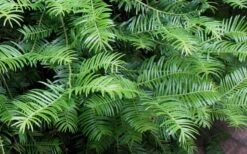 Creeping Japanese Plum Yew (Cephalotaxus Harringtonia 'Prostrata') - 1 Gallon Pot 14 Creeping Japanese Plum Yew (Cephalotaxus Harringtonia 'Prostrata') - 1 Gallon Pot -Garden Plant Seeds Creeping japanese Plum Yew 1