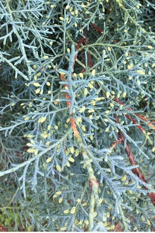 Carolina Sapphire Arizona Cypress - 3 Gallon Pot 7 Carolina Sapphire Arizona Cypress - 3 Gallon Pot - Image 5
