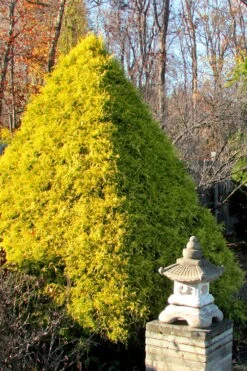 Gold Mop Threadleaf Cypress - 6 Pack Of 1 Gallon Pots -Garden Plant Seeds Cypress Gold Mop 20