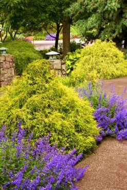 Gold Mop Threadleaf Cypress - 6 Pack Of 1 Gallon Pots -Garden Plant Seeds Cypress Gold Mop 26