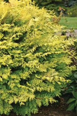 Elmwood Gold Globe Hinoki Cypress - 1 Gallon Pot -Garden Plant Seeds Cypress Hinoki Night Light 1