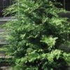 Southern Lace Hinoki Cypress - 1 Gallon Pot -Garden Plant Seeds Cypress Hinoki Southern Lace 12
