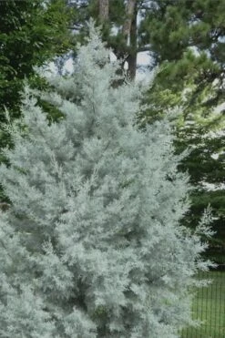 Silver Smoke Arizona Cypress - 6 Pack Of 1 Gallon Pots 11 Silver Smoke Arizona Cypress - 6 Pack Of 1 Gallon Pots -Garden Plant Seeds Cypress Silver Smoke 20