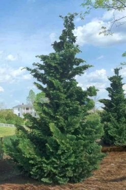 Slender Hinoki Cypress - 7 Gallon Pot (2-3') 10 Slender Hinoki Cypress - 7 Gallon Pot (2-3') -Garden Plant Seeds Cypress Slender Hinoki Rev 500x750 1