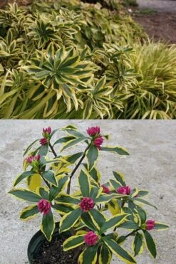 Maejima Variegated Pink Winter Daphne - 2 Gallon Pot 9 Maejima Variegated Pink Winter Daphne - 2 Gallon Pot -Garden Plant Seeds Daphne Odora Maejima 2 500x750 1
