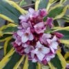 Maejima Variegated Pink Winter Daphne - 2 Gallon Pot -Garden Plant Seeds Daphne Odora Maejima 500x750 1