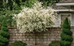 Variegated Dappled Willow Tree - Salix Integra 'Hakuro Nishiki' - 3 Gallon Pot - Tree Form -Garden Plant Seeds Dappled Willow Tree 1