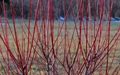 Variegated Dappled Willow Tree - Salix Integra 'Hakuro Nishiki' - 1 Gallon Pot - Tree Form -Garden Plant Seeds Dappled Willow Tree Stems 2