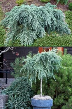 Feelin Blue Deodar Cedar (Single Trunk Tree Form) - 1 Gallon Pot -Garden Plant Seeds Deodar Cedar Feelin Blue 500x750 2