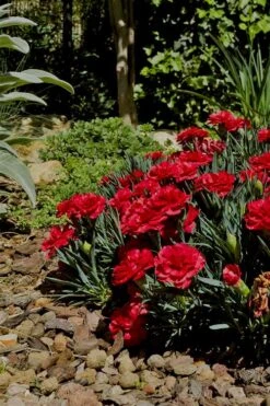 Super Trouper Velvet Red Dianthus (Carnation) - 10 Pack Of Quart Pots -Garden Plant Seeds Dianthus Super Trouper Velvet Red 1