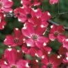 Cherokee Brave Red Dogwood Tree - Cornus Florida - 7 Gallon Pot -Garden Plant Seeds Dogwood Cherokee Brave 2 1