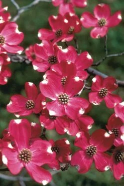 Cherokee Brave Red Dogwood Tree - Cornus Florida - 7 Gallon Pot