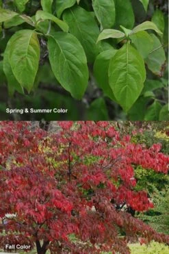 Cherokee Brave Red Dogwood Tree - Cornus Florida - 3 Gallon Pot -Garden Plant Seeds Dogwood Cherokee Chief 7