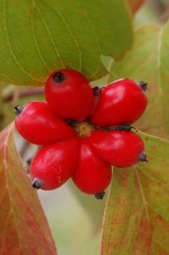 Cherokee Brave Red Dogwood Tree - Cornus Florida - 3 Gallon Pot -Garden Plant Seeds Dogwood Cherokee Chief 8