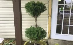 Poodle Tier Dwarf Alberta Spruce Topiary - 2 Gallon Pot -Garden Plant Seeds Dwarf Alberta Spruce Poodle Tier 2