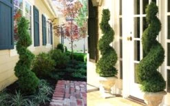 Spiral Dwarf Alberta Spruce Topiary - 7 Gallon Pot 9 Spiral Dwarf Alberta Spruce Topiary - 7 Gallon Pot -Garden Plant Seeds Dwarf Alberta Spruce Spiral