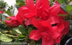 Autumn Bonfire Encore Azalea - 1 Gallon Pot -Garden Plant Seeds Encore Azalea Autumn Bonfire 50