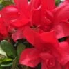Autumn Bonfire Encore Azalea - 1 Gallon Pot 1 Autumn Bonfire Encore Azalea - 1 Gallon Pot -Garden Plant Seeds Encore Azalea Autumn Bonfire 500x750 1