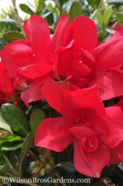 Autumn Bonfire Encore Azalea - 1 Gallon Pot