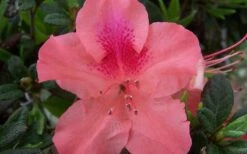 Autumn Coral Encore Azalea - 1 Gallon Pot -Garden Plant Seeds Encore Azalea Autumn Coral