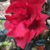 Autumn Fire Encore Azalea - 1 Gallon Pot -Garden Plant Seeds Encore Azalea Autumn Fire 1 500x750 1