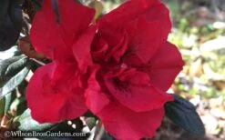 Autumn Fire Encore Azalea - 1 Gallon Pot -Garden Plant Seeds Encore Azalea Autumn Fire WB