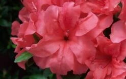 Autumn Princess Encore Azalea - 1 Gallon Pot 9 Autumn Princess Encore Azalea - 1 Gallon Pot -Garden Plant Seeds Encore Azalea Autumn Princess
