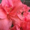 Autumn Princess Encore Azalea - 1 Gallon Pot -Garden Plant Seeds Encore Azalea Autumn Princess 500x750 1
