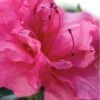 Autumn Rouge Encore Azalea - 1 Gallon Pot -Garden Plant Seeds Encore Azalea Autumn Rouge 1 500x750 1