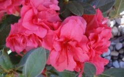 Autumn Rouge Encore Azalea - 1 Gallon Pot -Garden Plant Seeds Encore Azalea Autumn Rouge 5