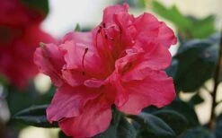 Autumn Rouge Encore Azalea - 1 Gallon Pot -Garden Plant Seeds Encore Azalea Autumn20Rouge